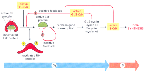 RETINOBLASTOMA: Protein Biology Diagrams